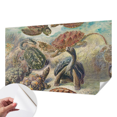 Zidna tapeta Fauna kornjača