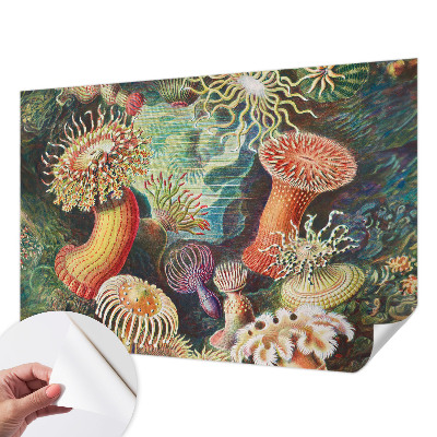 Samoljepljiva fototapeta Otmjene anemone