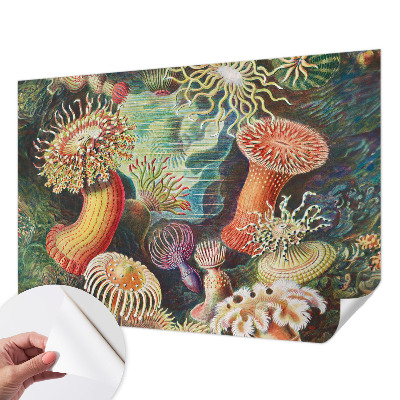 Samoljepljiva fototapeta Otmjene anemone