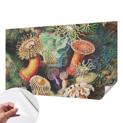 Samoljepljiva fototapeta Otmjene anemone