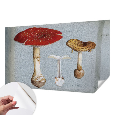 Samoljepljiva fototapeta Gravure gljiva