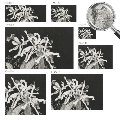 Dječja fototapeta Ilustracija orhideje