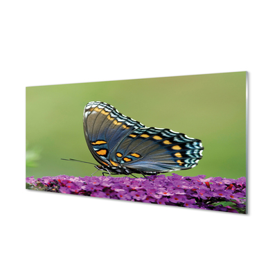 Pleksiglas slika Šareni leptir na cvijeću