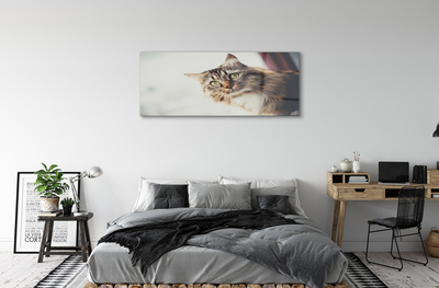 Pleksiglas slika Maine coon mačka