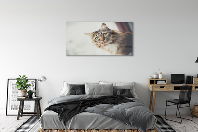Pleksiglas slika Maine coon mačka
