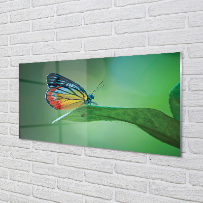 Fotografija na akrilnom staklu Šareni lisnati leptir