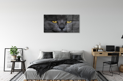 Fotografija na akrilnom staklu Crna mačka