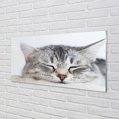 Fotografija na akrilnom staklu Mačka koja spava