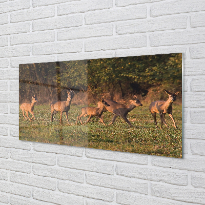 Pleksiglas slika Izlazak sunca na polju jelena