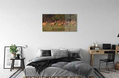 Pleksiglas slika Izlazak sunca na polju jelena