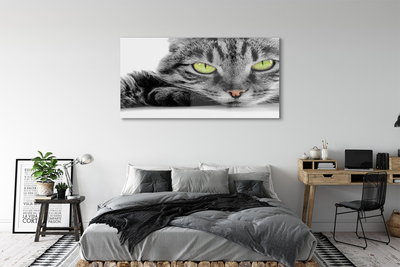Fotografija na akrilnom staklu Siva i crna mačka