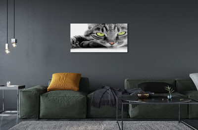 Fotografija na akrilnom staklu Siva i crna mačka