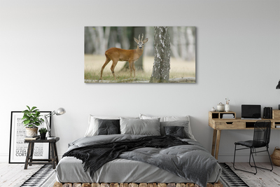 Fotografija na akrilnom staklu Šumski jelen
