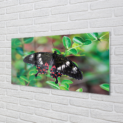 Fotografija na akrilnom staklu Šareno lišće leptira