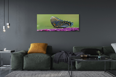Slika na platnu Šareni leptir na cvijeću