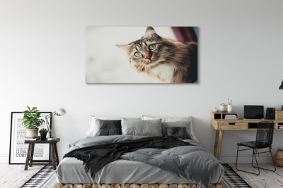 Foto slika na platnu Maine coon mačka