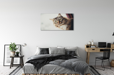 Foto slika na platnu Maine coon mačka