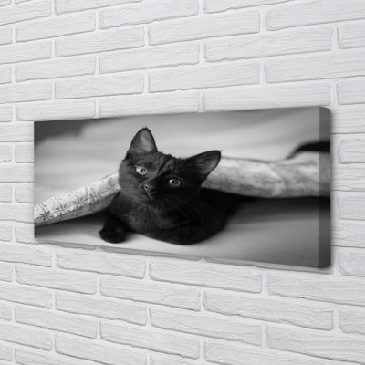 Fotografija na canvas platnu Mačka ispod deke