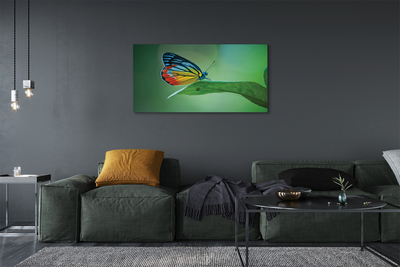 Slika canvas Šareni lisnati leptir