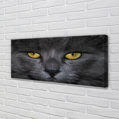 Fotografija na canvas platnu Crna mačka