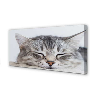 Slika na platnu Mačka koja spava