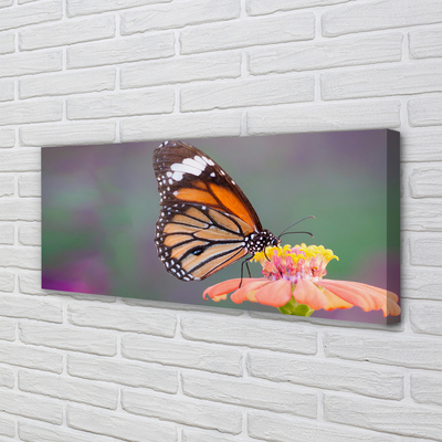 Fotografija na canvas platnu Šareni cvijet leptira