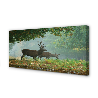 Foto slika na platnu Jesen šumski jelen