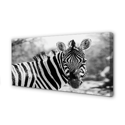 Fotografija na canvas platnu Retro zebra