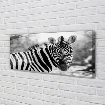 Fotografija na canvas platnu Retro zebra