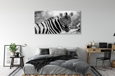 Fotografija na canvas platnu Retro zebra