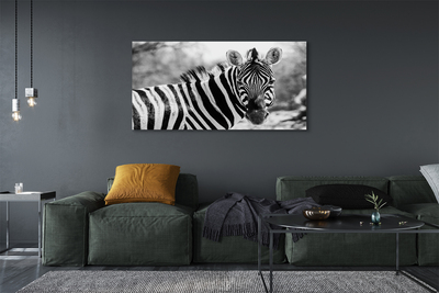 Fotografija na canvas platnu Retro zebra