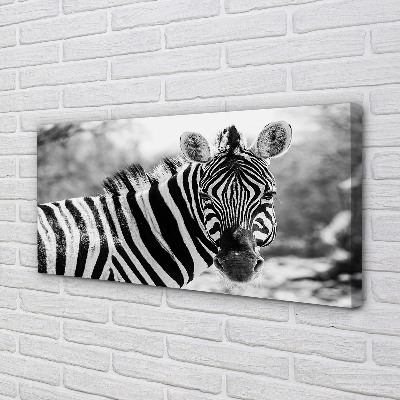 Fotografija na canvas platnu Retro zebra