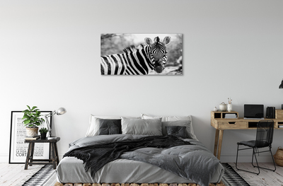 Fotografija na canvas platnu Retro zebra