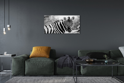 Fotografija na canvas platnu Retro zebra