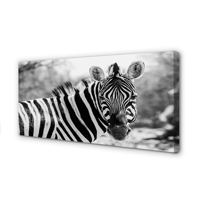 Fotografija na canvas platnu Retro zebra