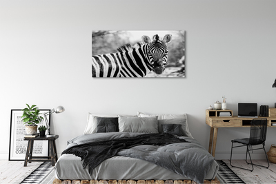 Fotografija na canvas platnu Retro zebra