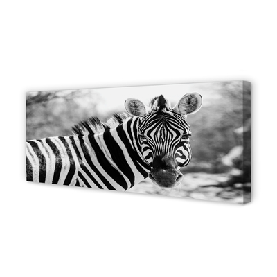 Fotografija na canvas platnu Retro zebra