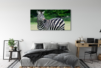 Fotografija na canvas platnu Polje zebra