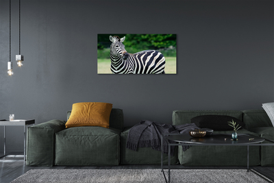 Fotografija na canvas platnu Polje zebra