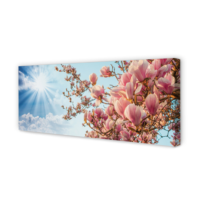 Foto slika na platnu Sunčano nebo magnolije