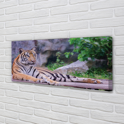 Fotografija na canvas platnu Tigar u zoološkom vrtu