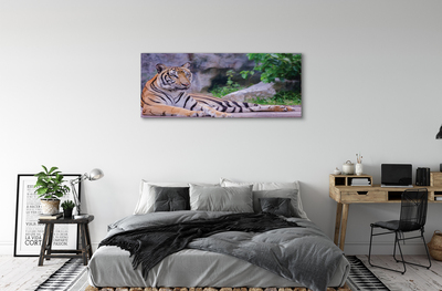 Fotografija na canvas platnu Tigar u zoološkom vrtu