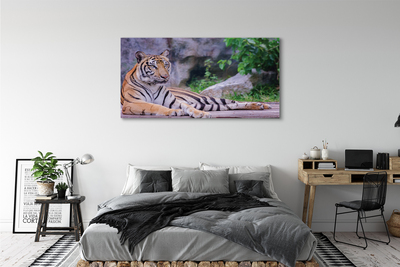 Fotografija na canvas platnu Tigar u zoološkom vrtu