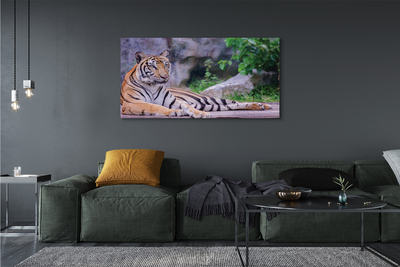Fotografija na canvas platnu Tigar u zoološkom vrtu