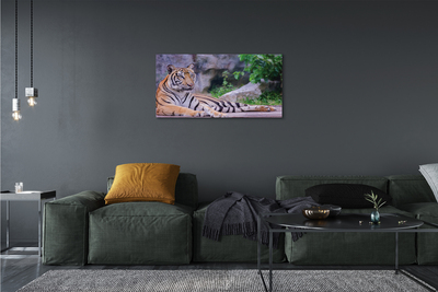 Fotografija na canvas platnu Tigar u zoološkom vrtu