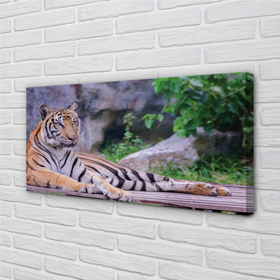 Fotografija na canvas platnu Tigar u zoološkom vrtu