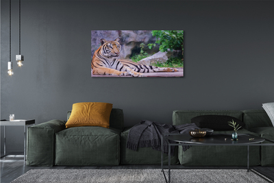 Fotografija na canvas platnu Tigar u zoološkom vrtu