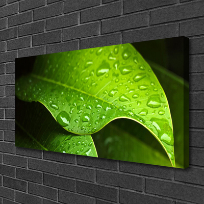 Slika canvas Dew Drops Leaf