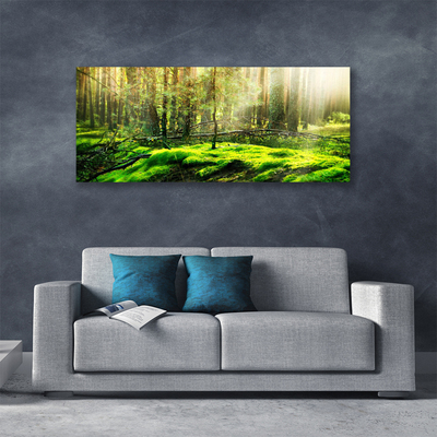 Foto slika na platnu Priroda šume mahovine