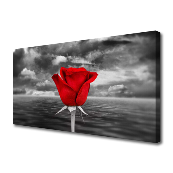 Foto slika na platnu Rose Flower Plant More